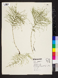 Equisetum pratense image