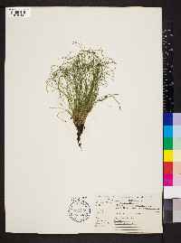 Equisetum scirpoides image