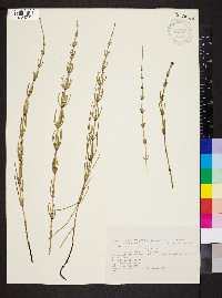 Equisetum palustre image