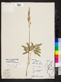 Sceptridium biternatum image