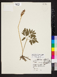 Sceptridium biternatum image