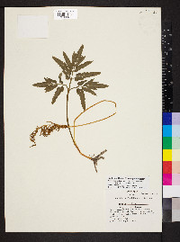 Sceptridium biternatum image