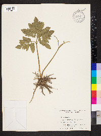 Sceptridium biternatum image