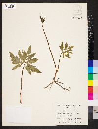 Sceptridium biternatum image