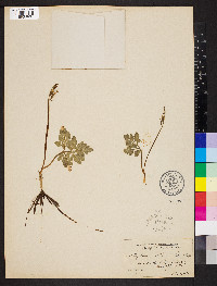 Sceptridium multifidum image