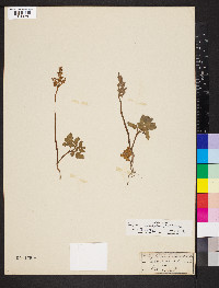 Sceptridium multifidum image