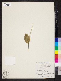 Ophioglossum vulgatum image