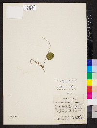 Ophioglossum vulgatum image