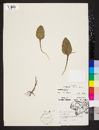 Ophioglossum vulgatum image