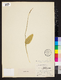Ophioglossum vulgatum image