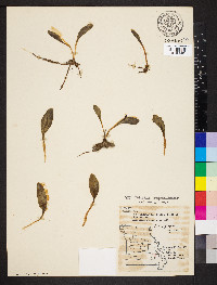 Ophioglossum engelmannii image