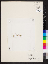 Ophioglossum nudicaule image