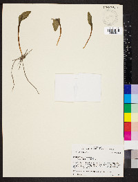 Ophioglossum vulgatum image