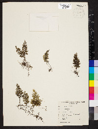 Hymenophyllum javanicum image