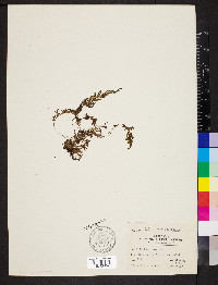 Vandenboschia boschiana image