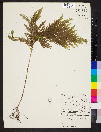 Selaginella substipitata image