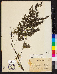 Vandenboschia radicans image