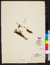 Polyphlebium capillaceum image