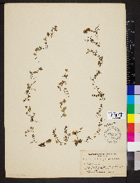 Didymoglossum punctatum subsp. sphenoides image
