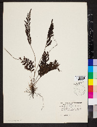 Trichomanes hostmannianum image