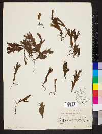 Didymoglossum membranaceum image