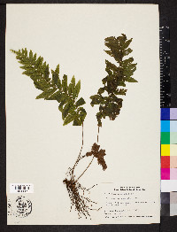 Trichomanes pinnatum image