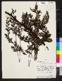 Trichomanes radicans image