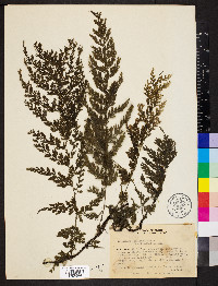 Vandenboschia boschiana image