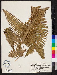 Dicranopteris linearis f. emarginata image