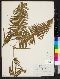 Dicranopteris linearis image