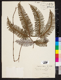 Dicranopteris linearis image