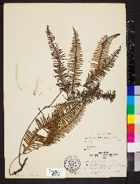 Sticherus bifidus image