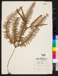 Sticherus bifidus image