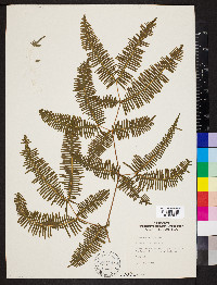 Dicranopteris linearis image