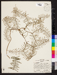 Gleichenia microphylla image