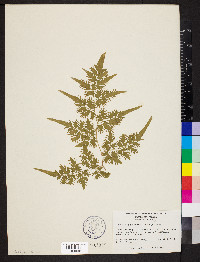 Lygodium japonicum image