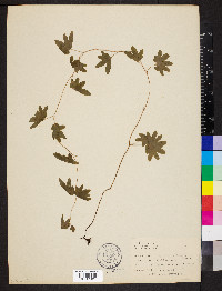 Lygodium palmatum image