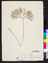 Schizaea dichotoma image