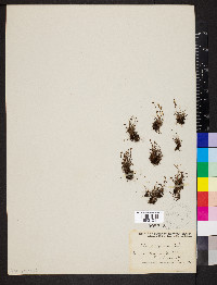 Schizaea pusilla image
