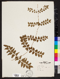 Lygodium longifolium image