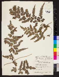 Lygodium venustum image