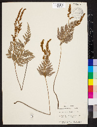 Anemia adiantifolia image