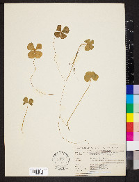 Marsilea quadrifolia image