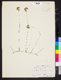 Marsilea vestita image