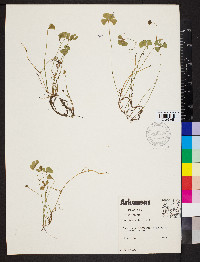 Marsilea vestita image