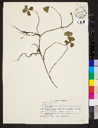 Marsilea quadrifolia image