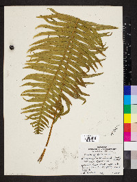 Plagiogyria semicordata image