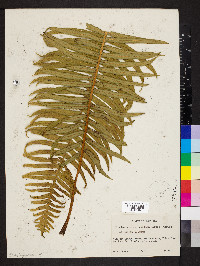 Plagiogyria semicordata image