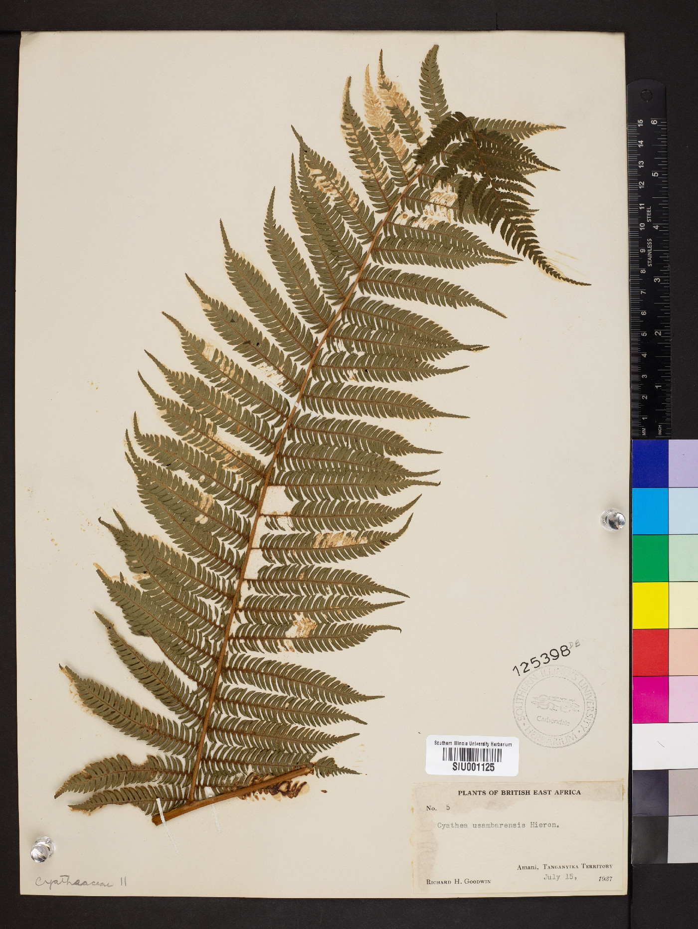 Cyathea mossambicensis image