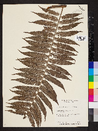 Cyathea myosuroides image